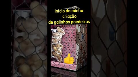 💥FASE INICIAL DAS MINHAS GALINHAS POEDEIRAS