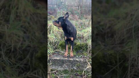 Cute Rottweiler goes for a walk #shorts #short #viral #trending #subscribetomychann