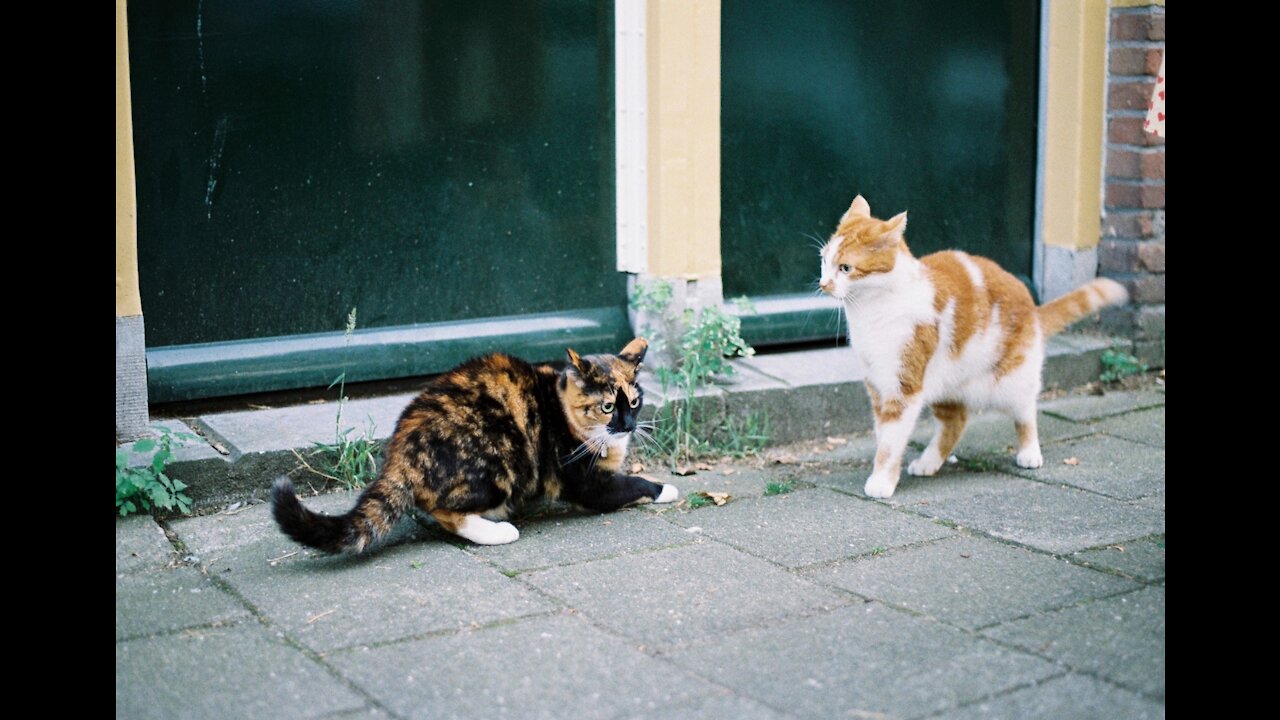 Amazing Talking cats !! these cats can speak English better than hooman !