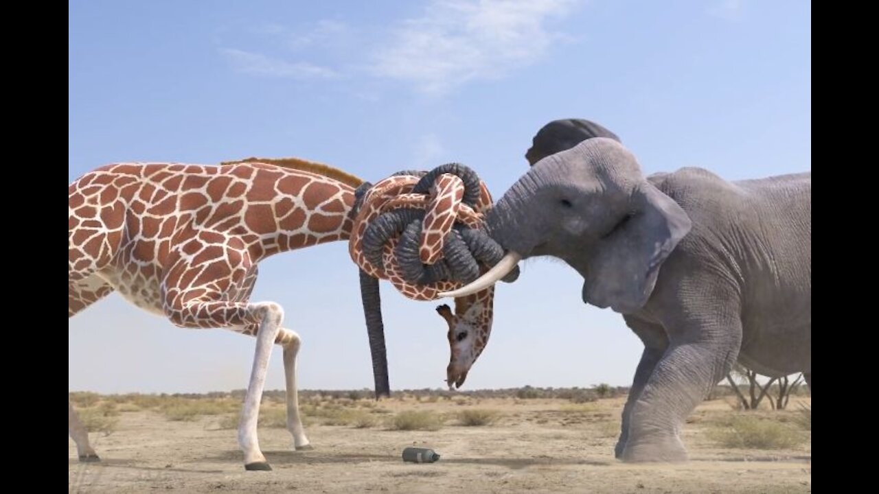 Elephant vs Giraffe Water Fight