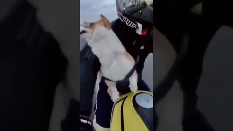 bichara kutta😂😂😄@shemarootv #shorts #trending #shortvideo
