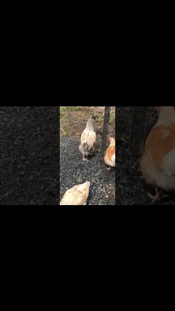 Working out sex of 8 week old chicks