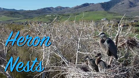 Heron Nests