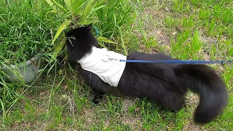 WALKING THE CAT ~ Rachel and Steve's beautiful fluffy cat!