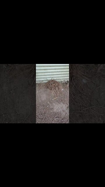 This was my Lemon grass, till the ducks and chickens ate it