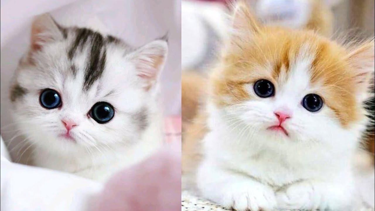 Cat videos