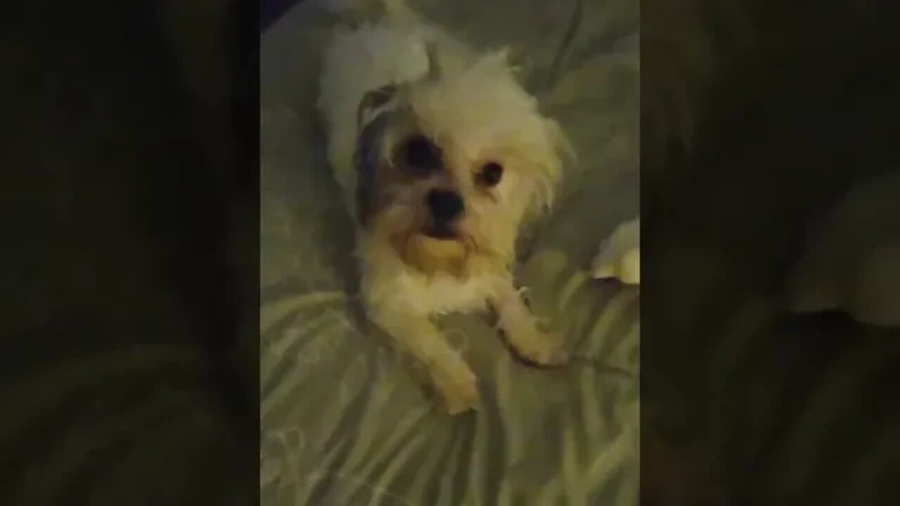 Took a BATH & trying to get DRY like my toy#funnypets