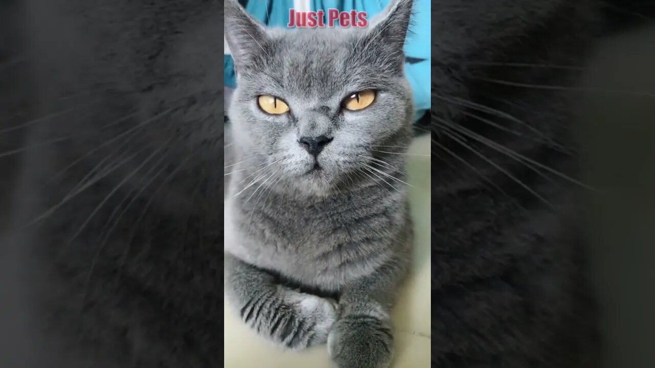 Grey Cat ?! 😹😹 The Cutest Cat on Tiktok #viral #shorts