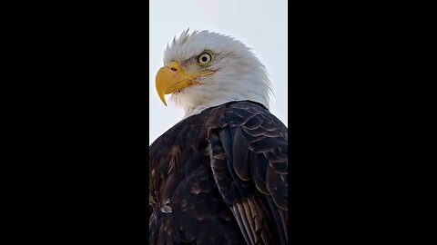 #dyk Eagle eyelids are thin, protective membranes that cover an eagle’s eyes.