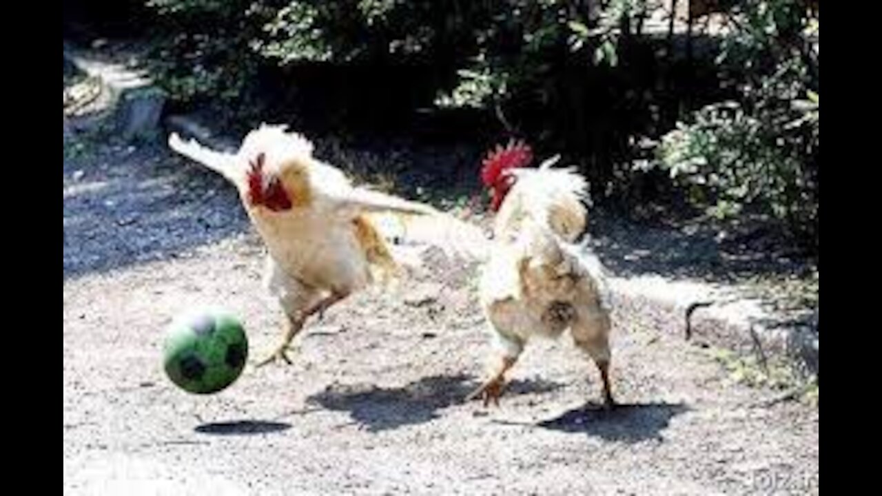 Chickens 2021 FIFA Tournament | Basic Chickens | Funny Chicken