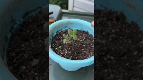 Up potting a pink flower strawberry plant #shorts