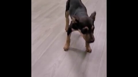 Animal fun