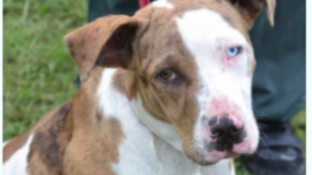 Animal control's urgent plea to adopt