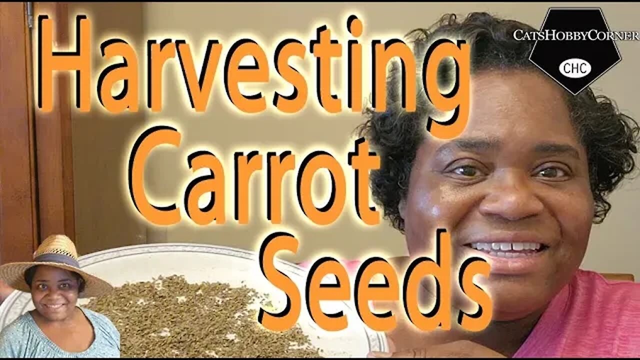 #harvesting #kaleidoscope #carrot #flower #seeds - #catshobbycorner