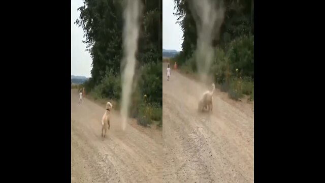 Dog Stops Tornado from Forming(720P_HD)