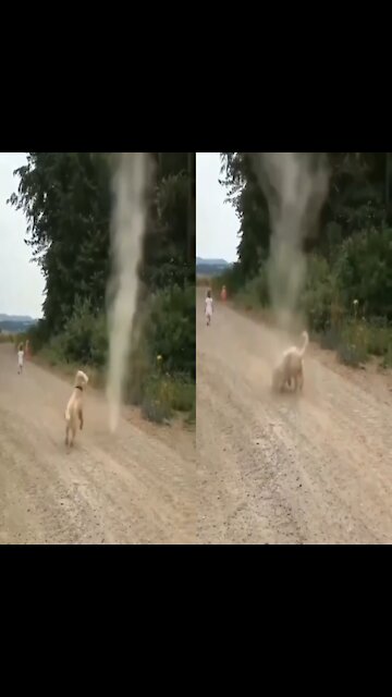 Dog Stops Tornado from Forming(720P_HD)