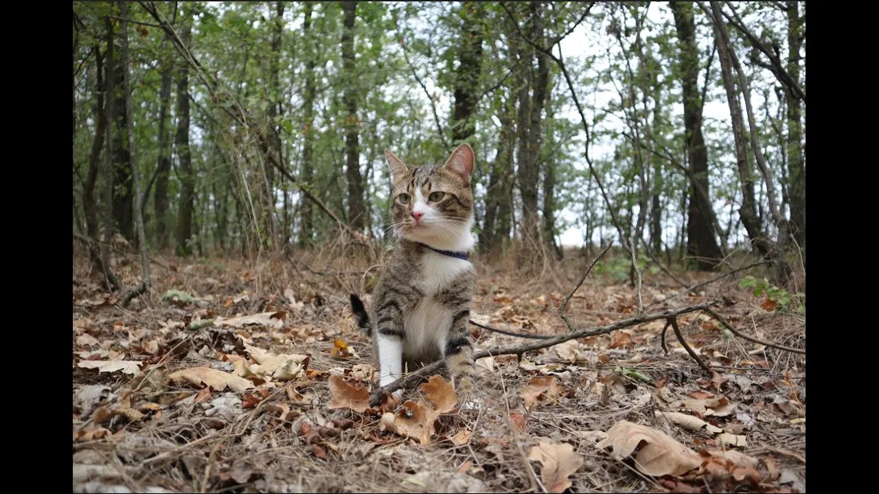 This Cat Goes on a Walk through the Forest