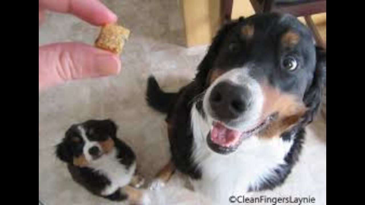 Making Homemade Dog Treats