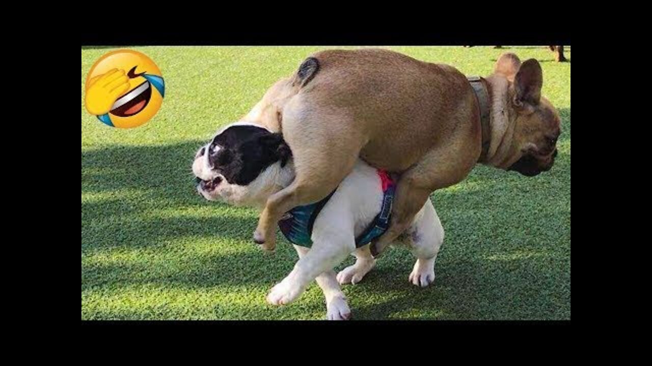 Make your day with this funny dogs compilation.