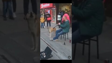 Dog accompanies street musician