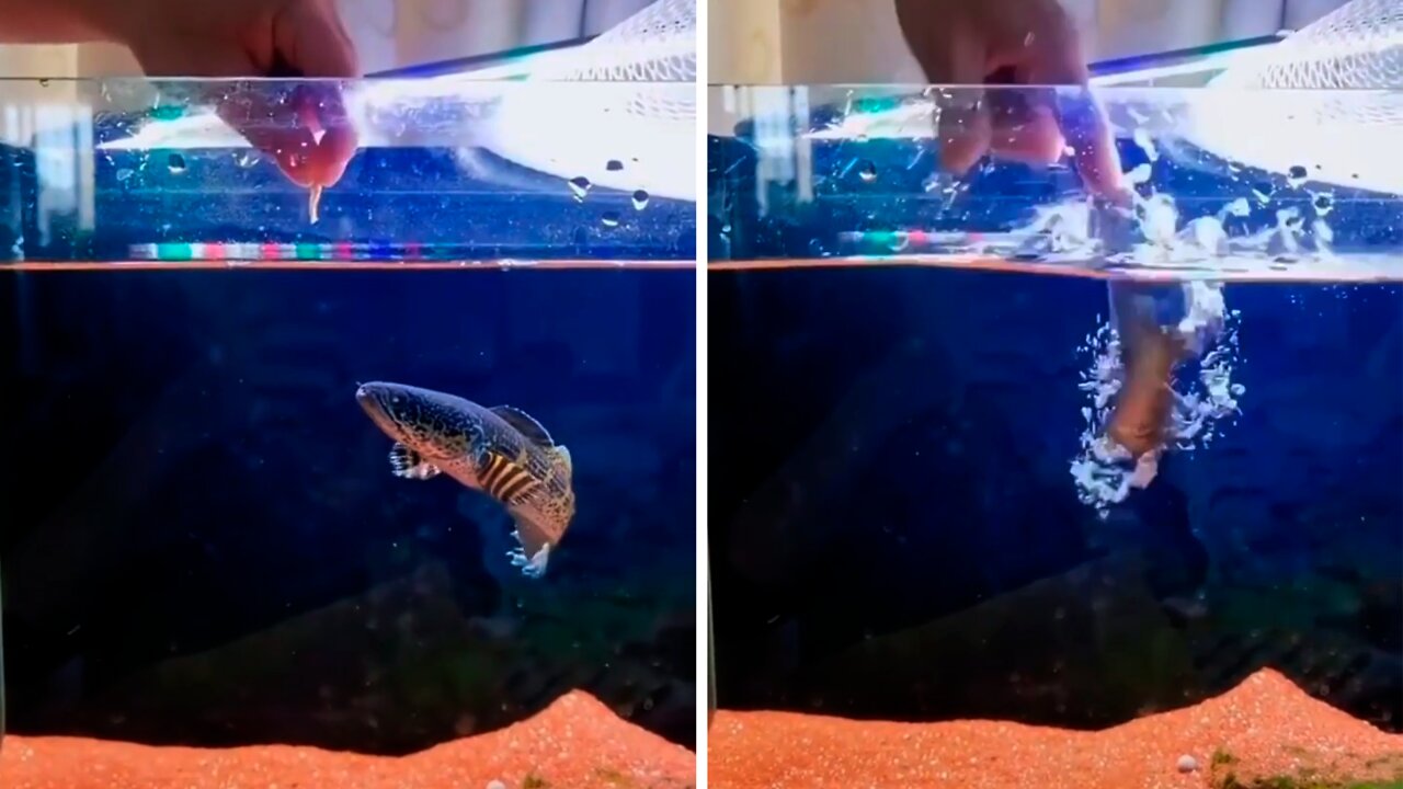 Fish attacks a man's finger