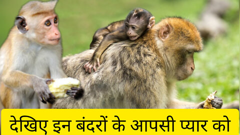 Monkey 🐒 बंदर।