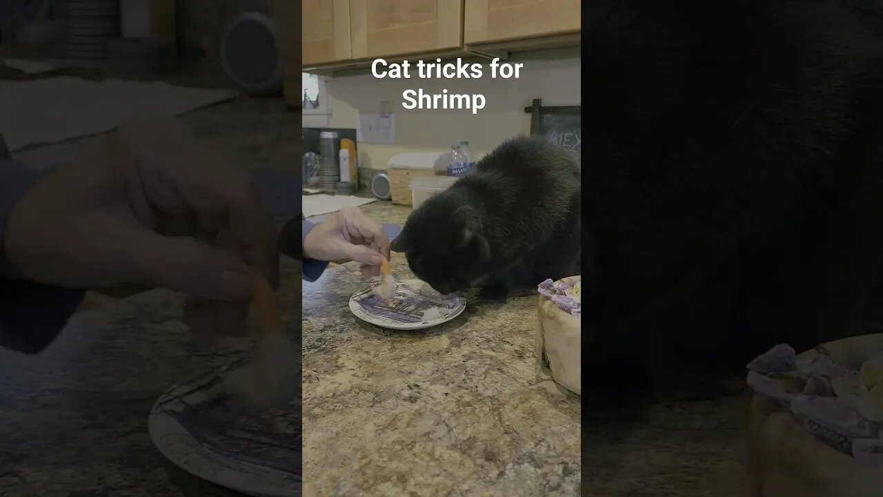 Day 8, cat tricks for Shrimp #cat #homeless
