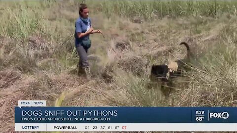 Dog sniffing python hunters