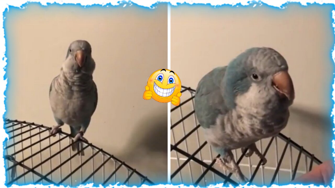 Crazy parrot says " I am so cute "