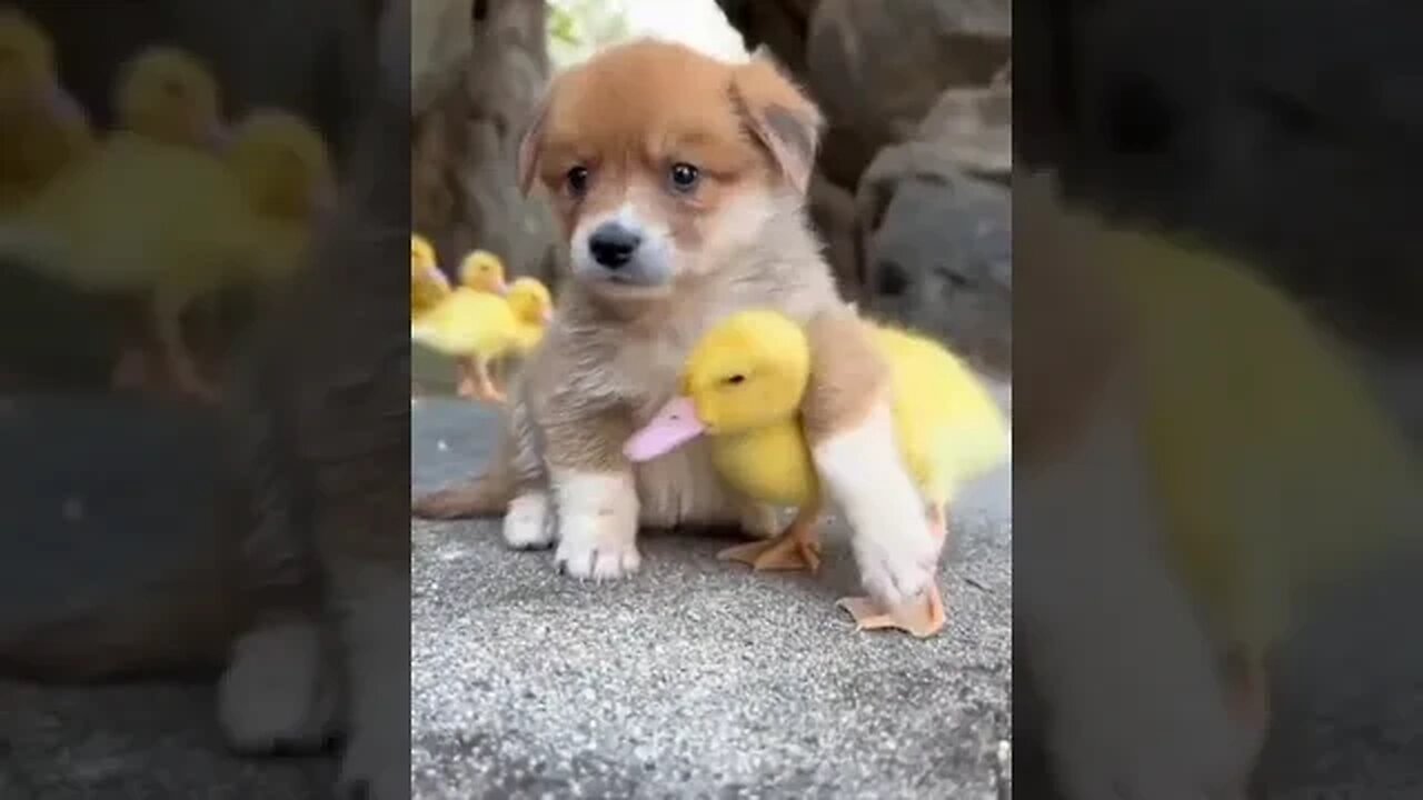 The little duck and the affectionate dog is a super cute clip -البطة الصغيرة والكلب الحنون مقطع رائع