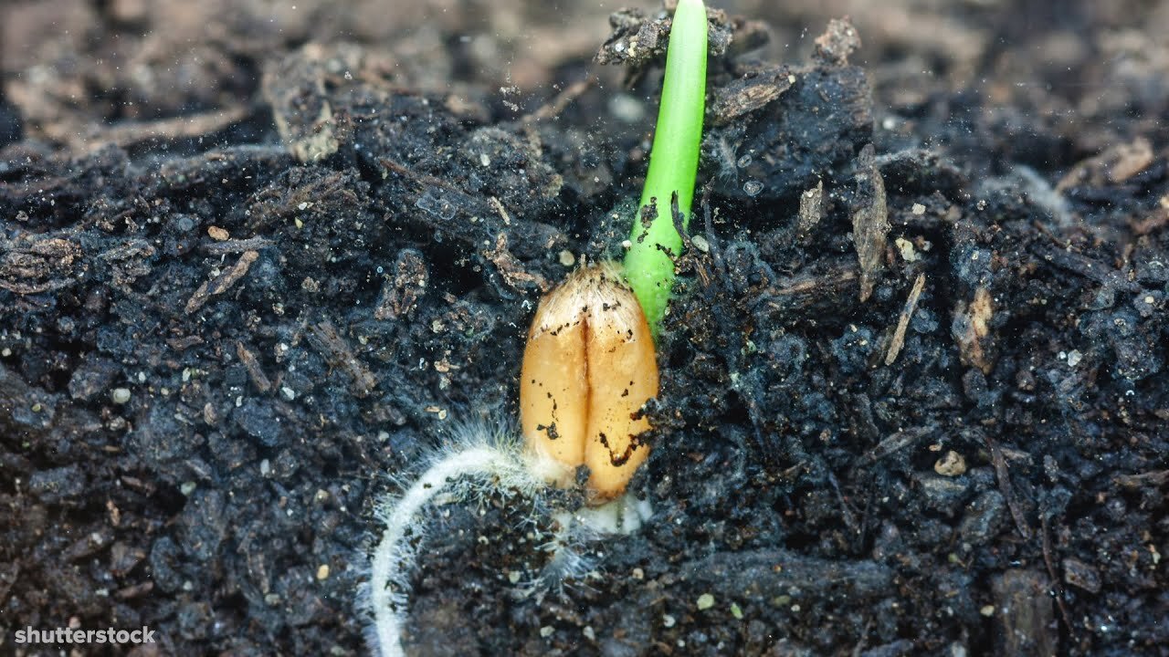 I Could Watch Time Lapses Of Seeds Growing All Day