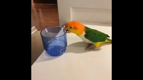 Все долой))))) / funny parrot / funny video #NatureShortsVideo #short