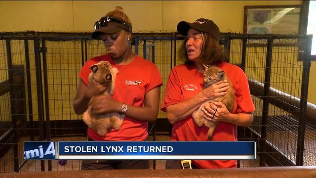 Two baby lynx returned after theft