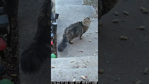 The Wind Makes PB Cat Blink A Lot #Shorts 😼