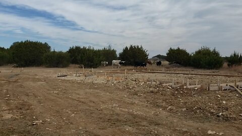 cattle at the build site