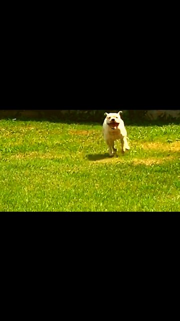 Pitbull running on the Backyard Slow motion