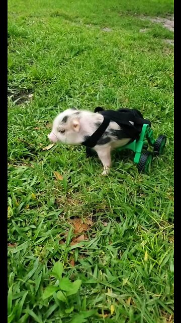 Taking it all in pig