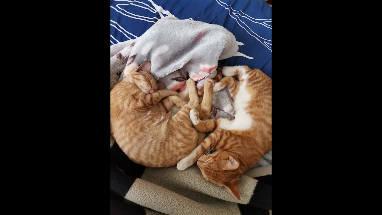 Adorable cats taking a nap