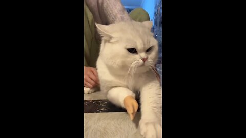 viral cat videos❤ 😂