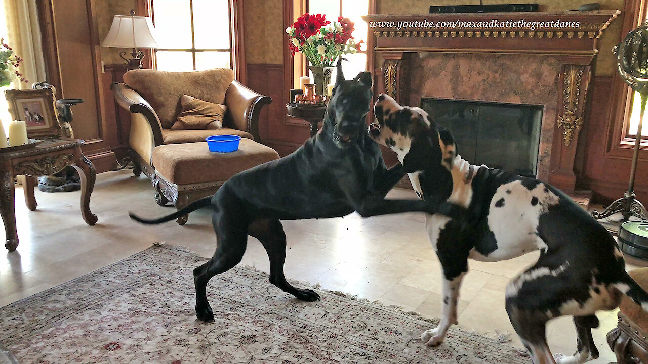 Funny Great Danes argue before sharing breakfast