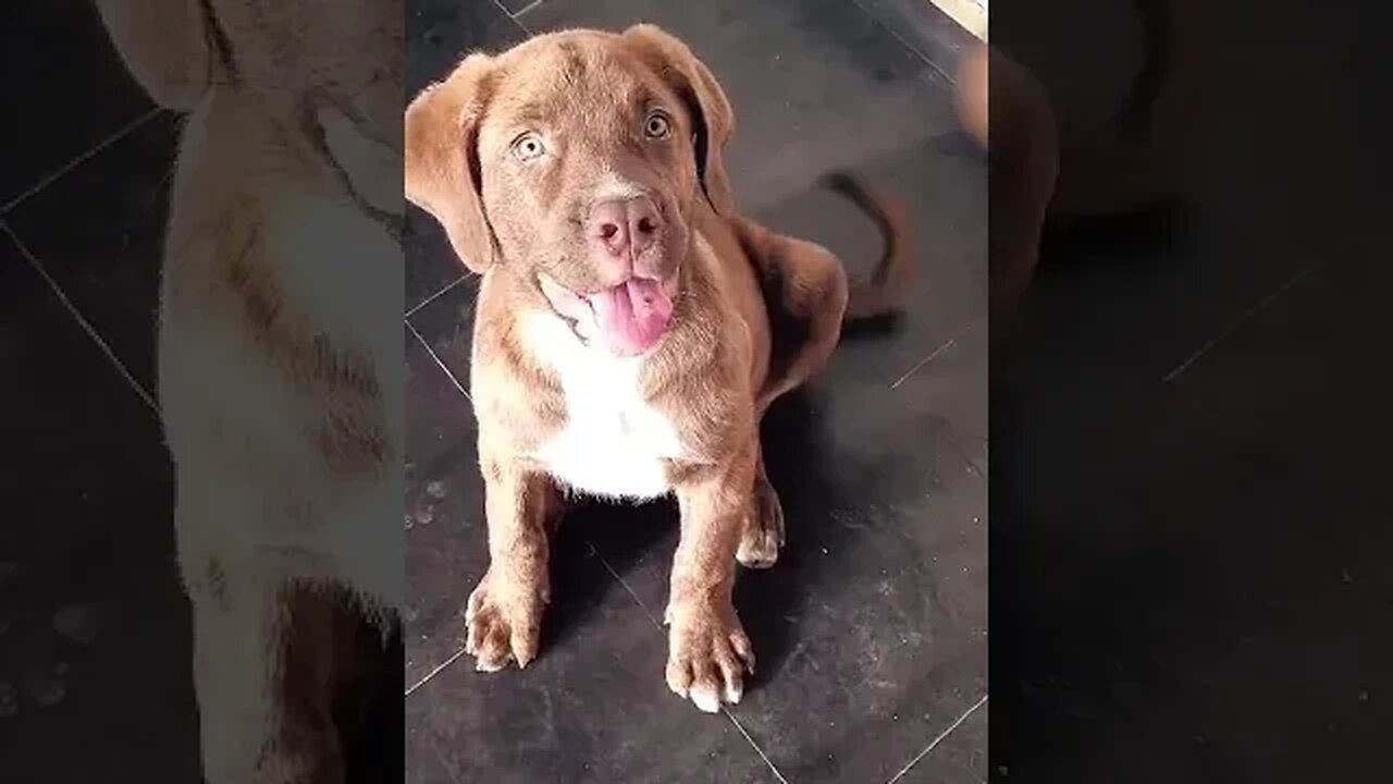 Boerboel puppy asking for a treat #shorts #boerboel #cute #doglover #pet