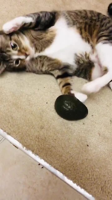 Cat Totally Freaks Out When Given Avocado