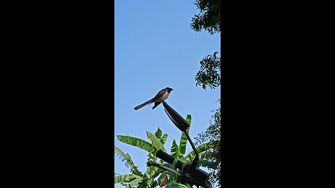 गोरियां bird 🐦