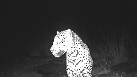 Jaguar captured on video in Arizona