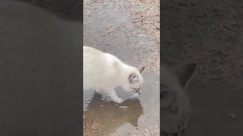 I have never had a #cat who enjoyed playing in water before! #shorts #bubbles 🫧🫧🫧🐈