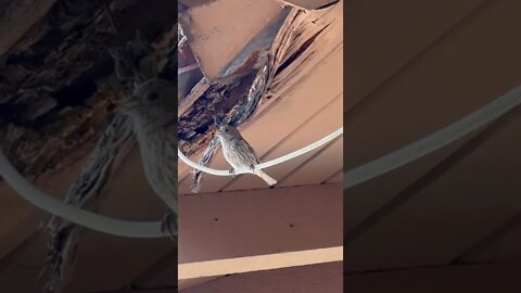 Local birb joins sing along!