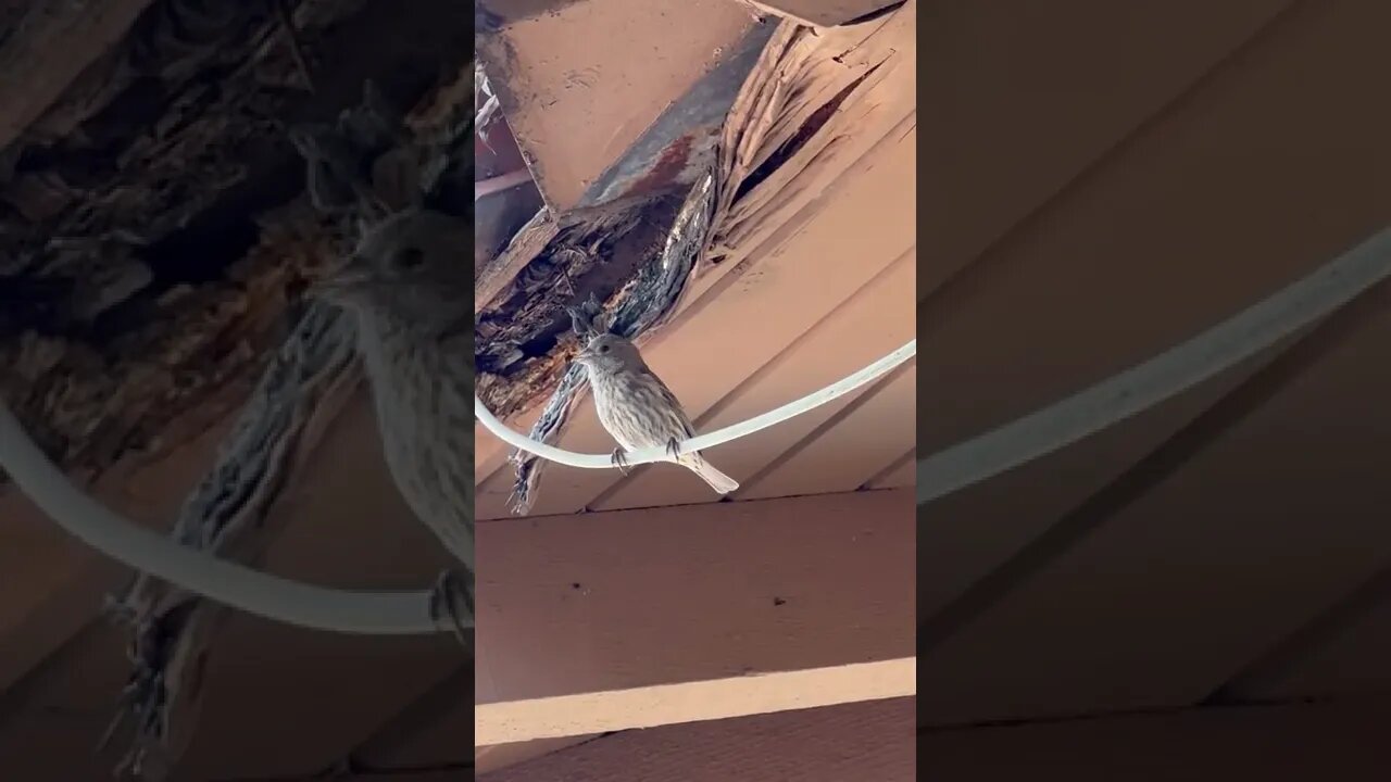 Local birb joins sing along!