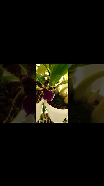 😍 Orchid Bloom Memory Lane 🤩 🥳 Nov. 2022 #ninjaorchids