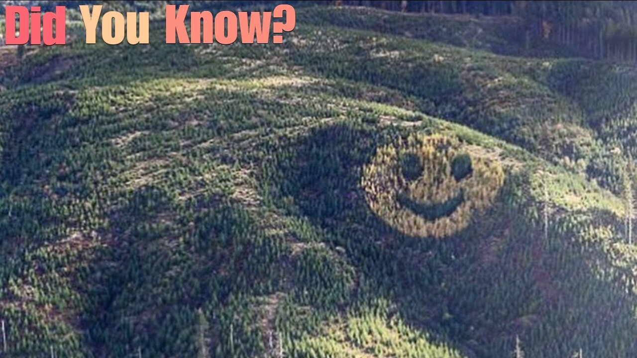 Did You Know? Happy Trees || FACTS || TRIVIA
