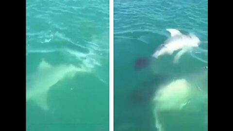 WHITE SHARK ATTACKS AND BREAKS THE SHELL OF ANOTHER SMALL SHARK !!